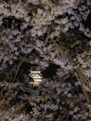 夜桜と犬山城