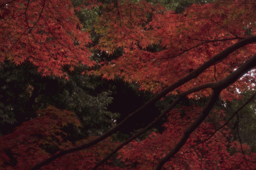 紅葉山