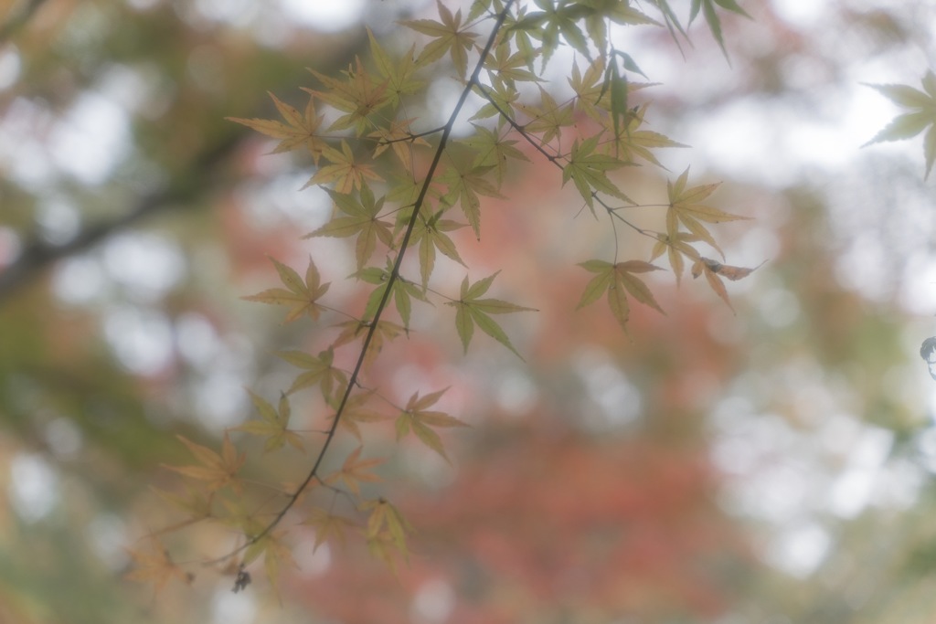 見頃までもうちょっと。。