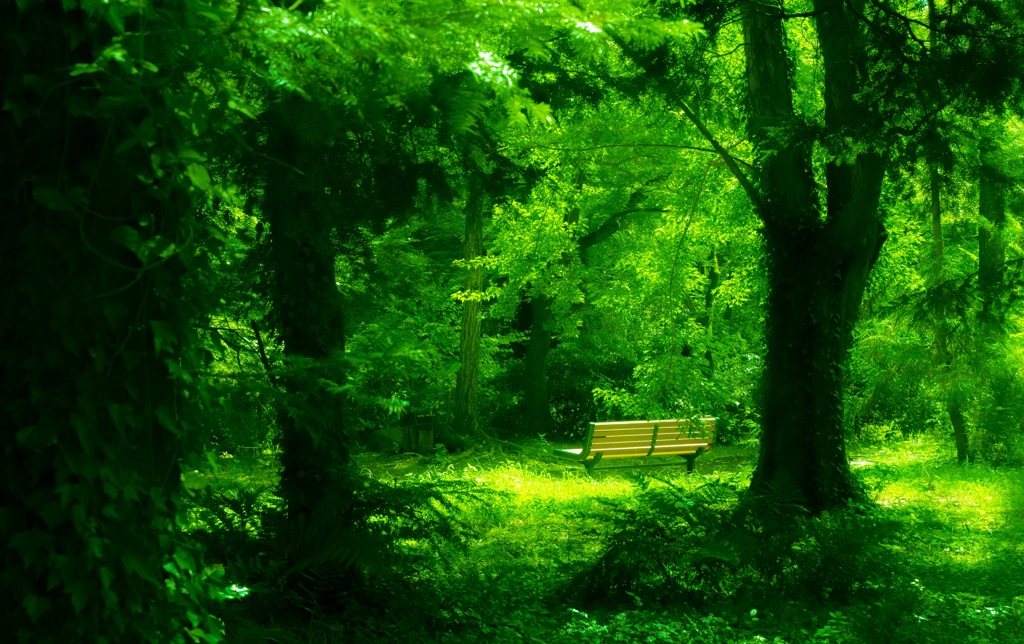 森のベンチ