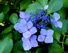 今が旬の高原紫陽花