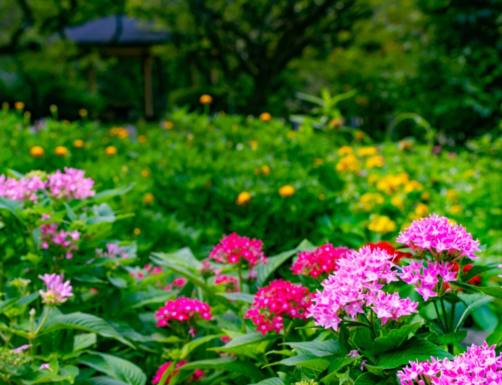 京都植物園