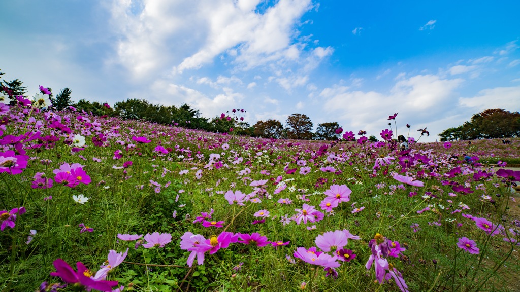 昭和記念公園 コスモス