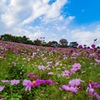 昭和記念公園 コスモス