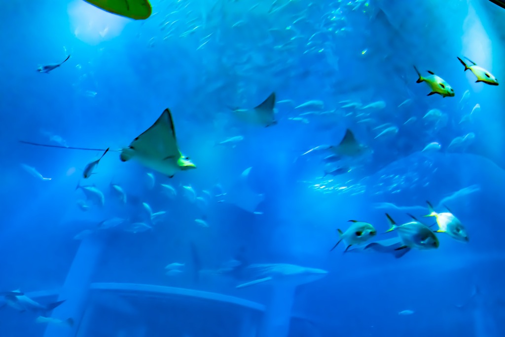 海遊館4