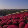 秋のひたち海浜公園2