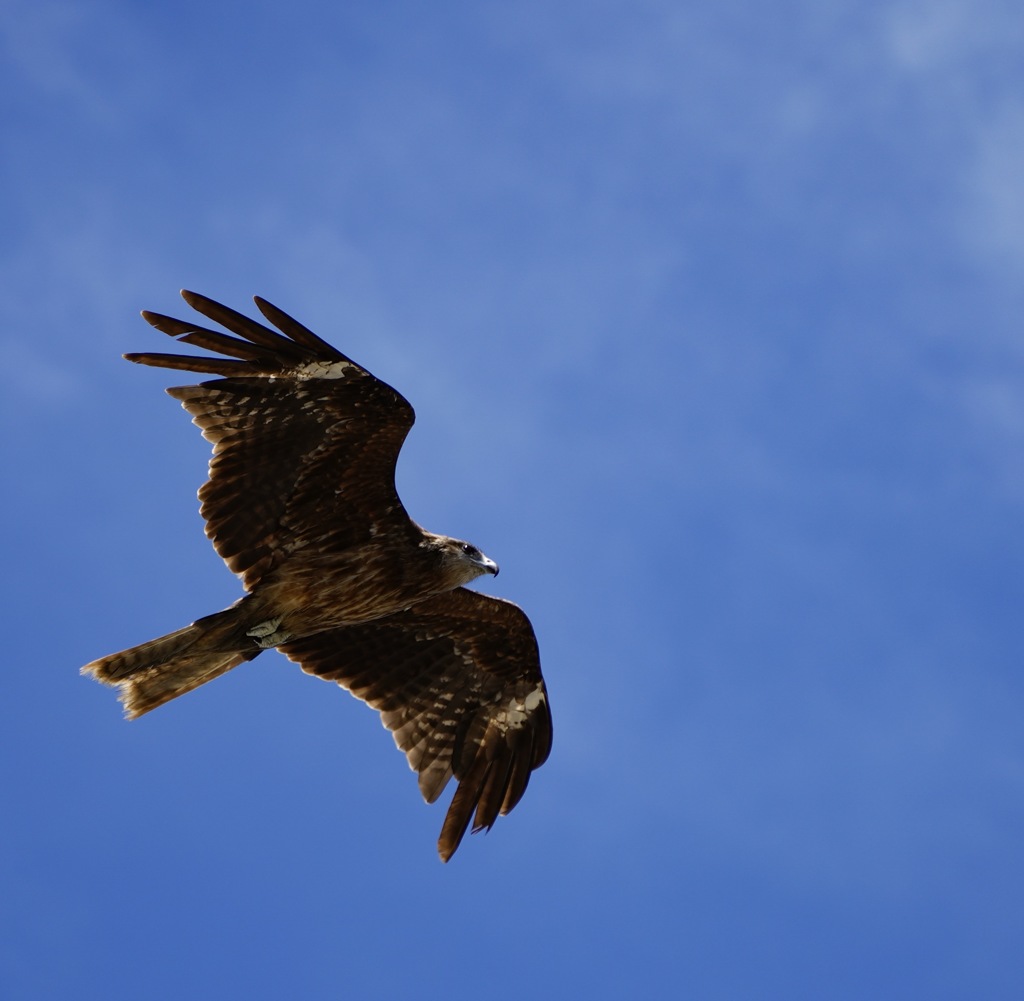 空と鳶と2