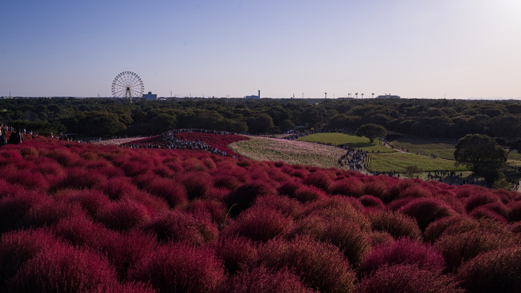 秋のひたち海浜公園