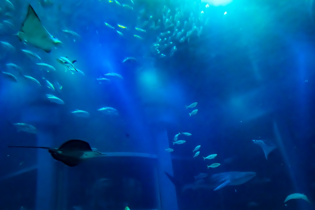 海遊館1