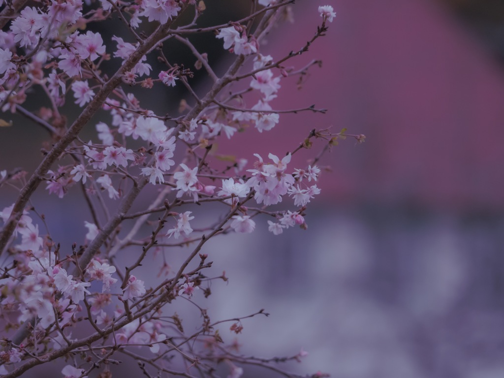 冬桜