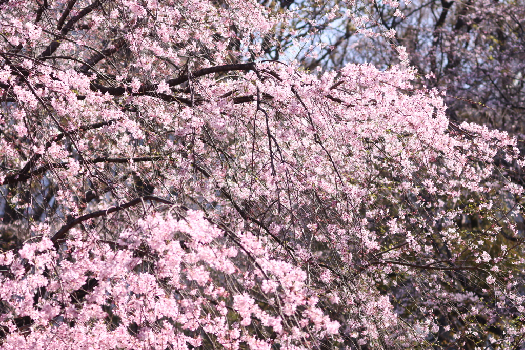 江戸彼岸桜