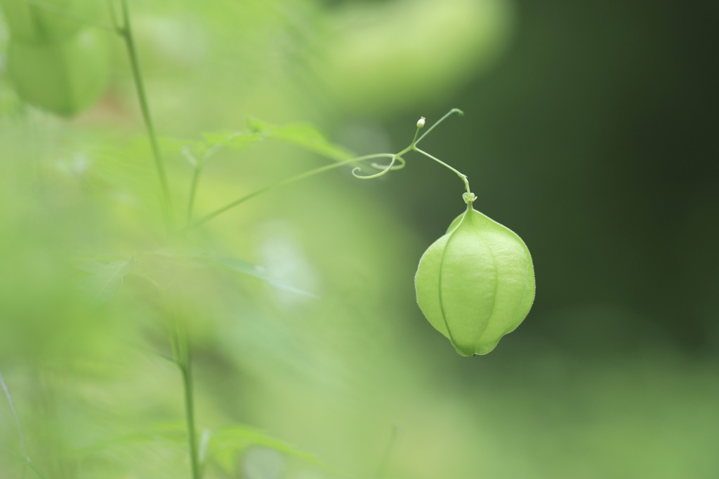 Pure Green