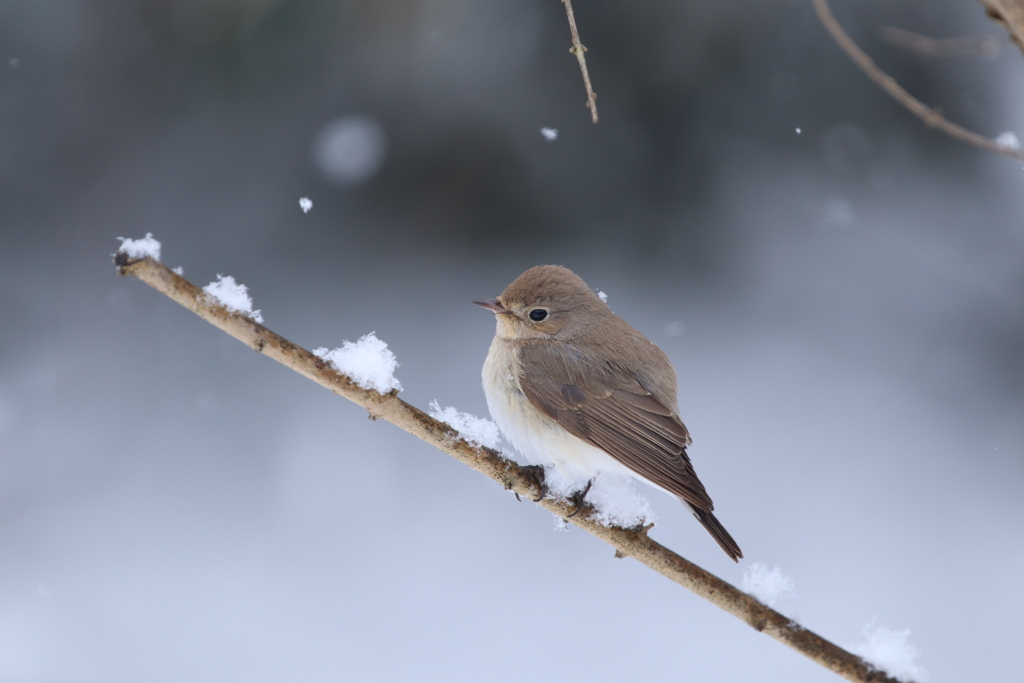 ニシオジロビタキ♪