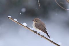 ニシオジロビタキ♪