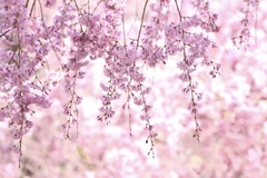 桜のれん