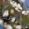 ”春“近づいて♪