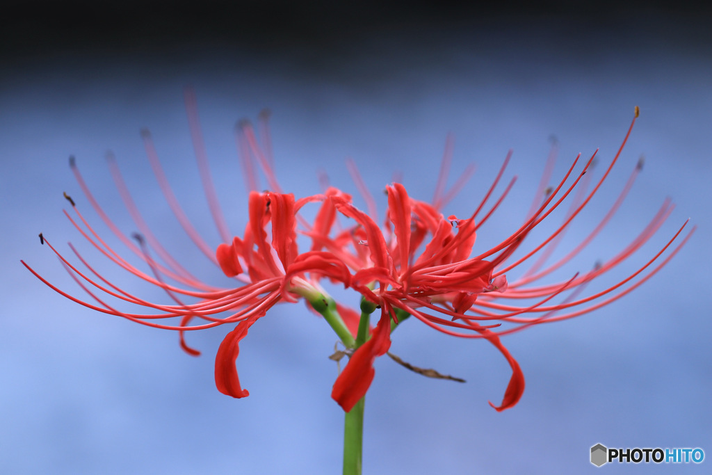 花花火