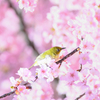 河津桜に1羽のメジロ¨̮♡︎