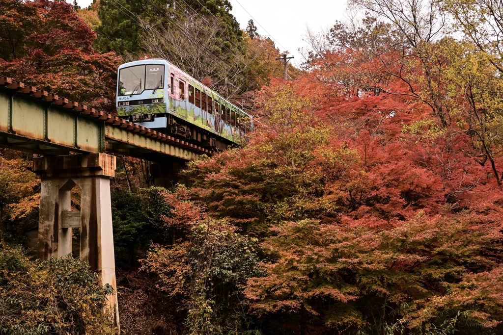紅葉を走る叡山電車