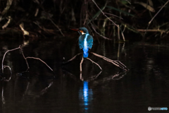 Blue Reflection