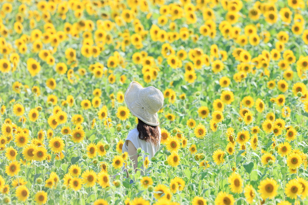 大好きな夏