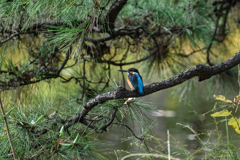 カワセミ正月気分