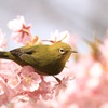 サクジローは食いしん坊〜