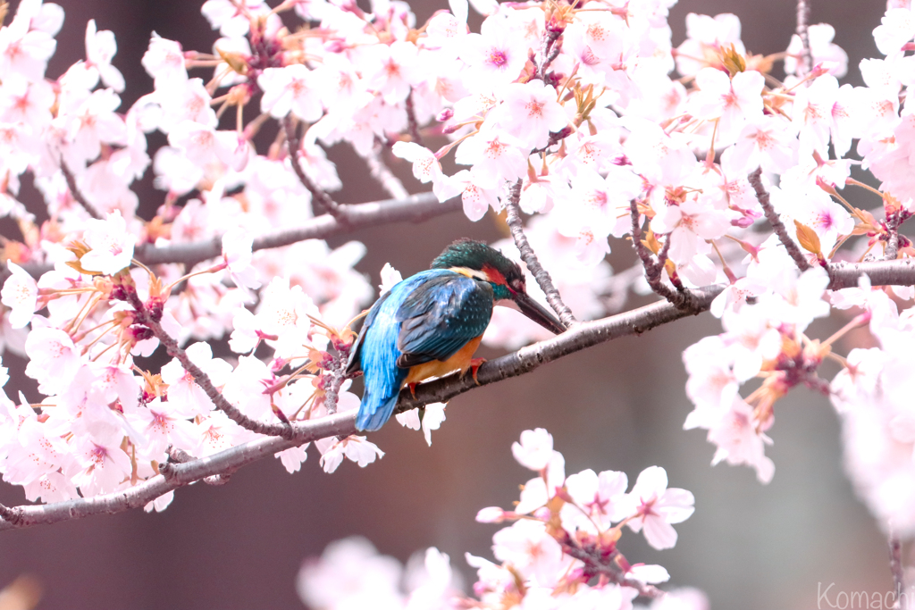 カワセミ桜