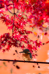 紅染