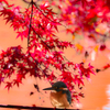 紅染