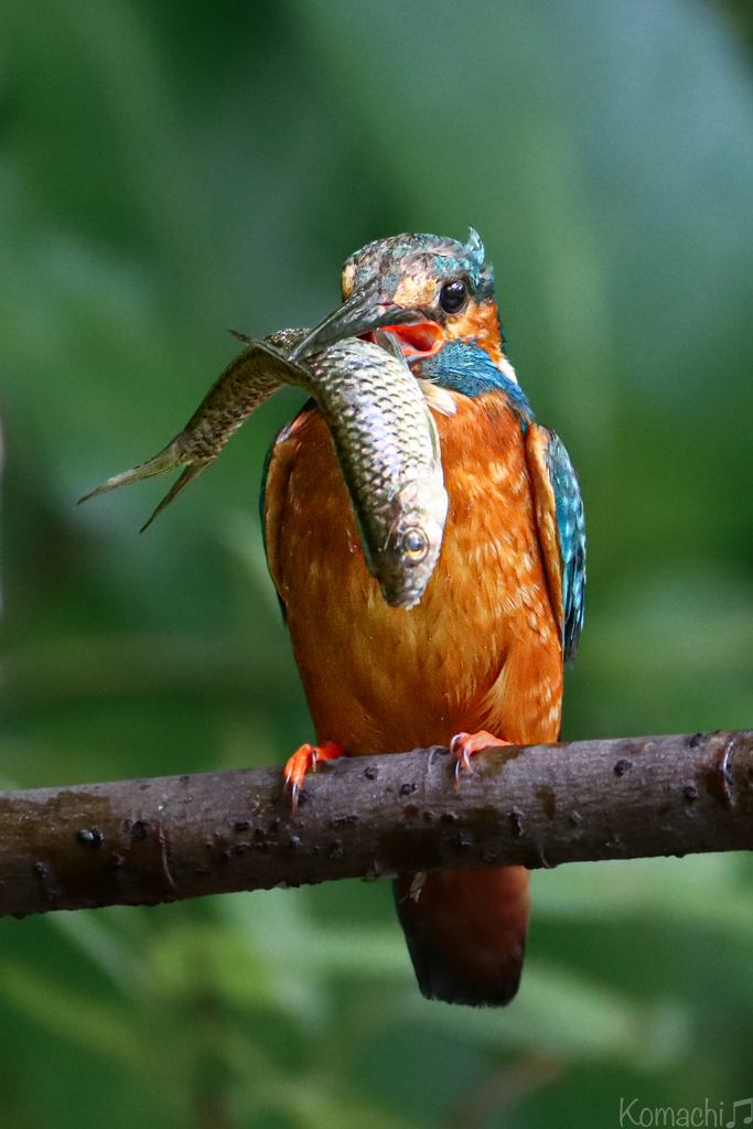Kingfisher