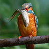 Kingfisher