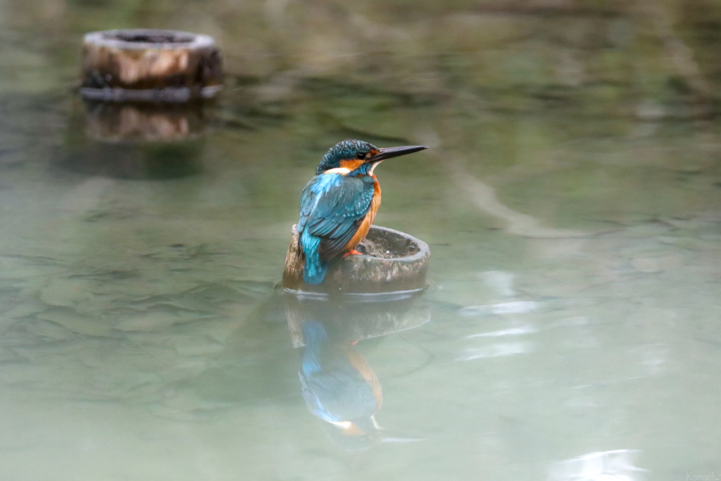 野鳥温泉