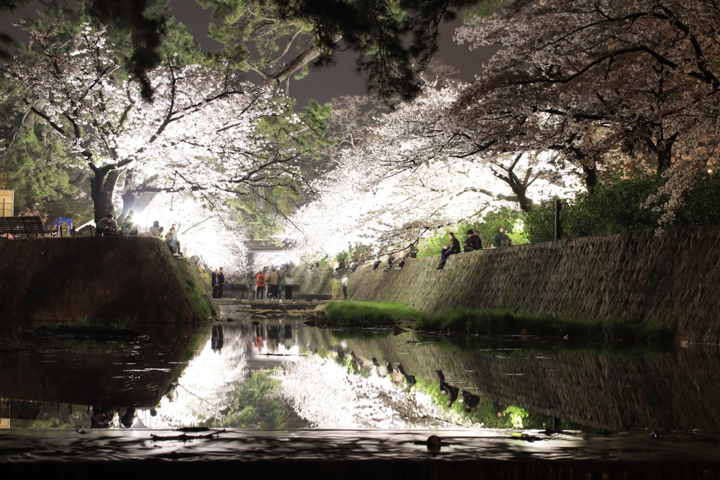 夜桜蛍光✨