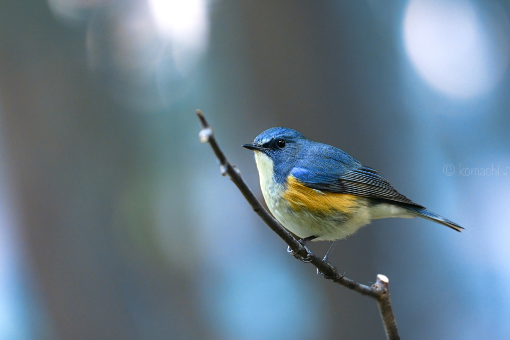 blue spotlight