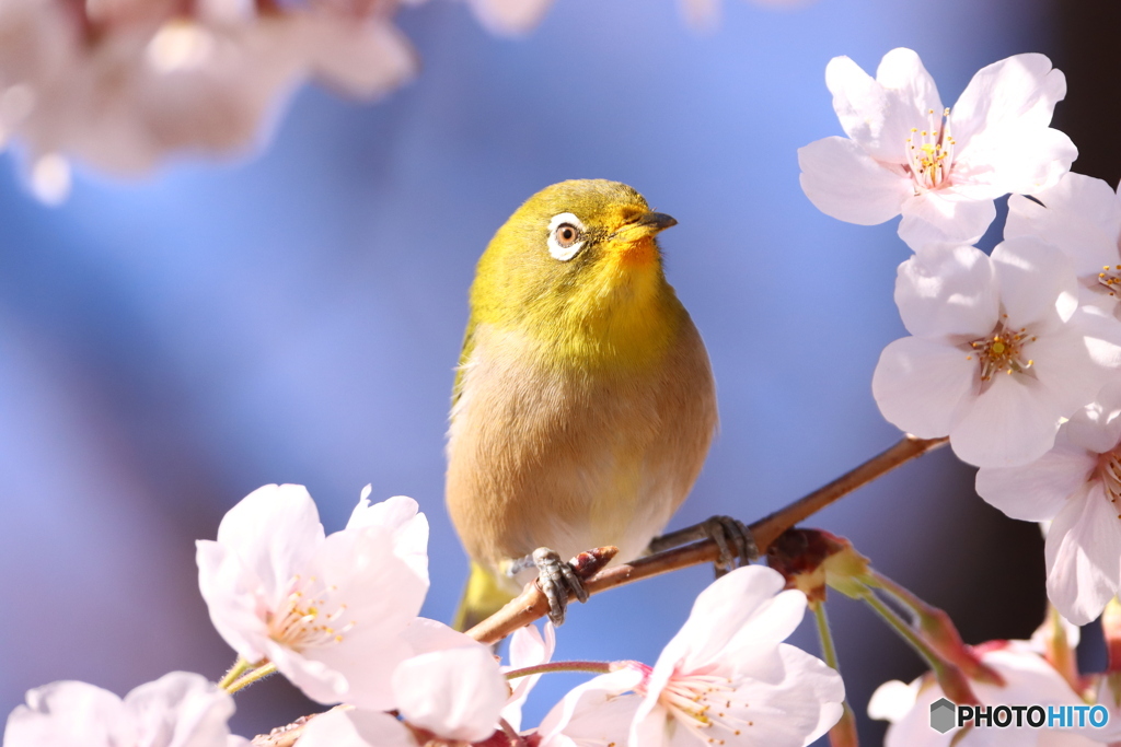 団子より花