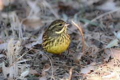 スタンドマイク