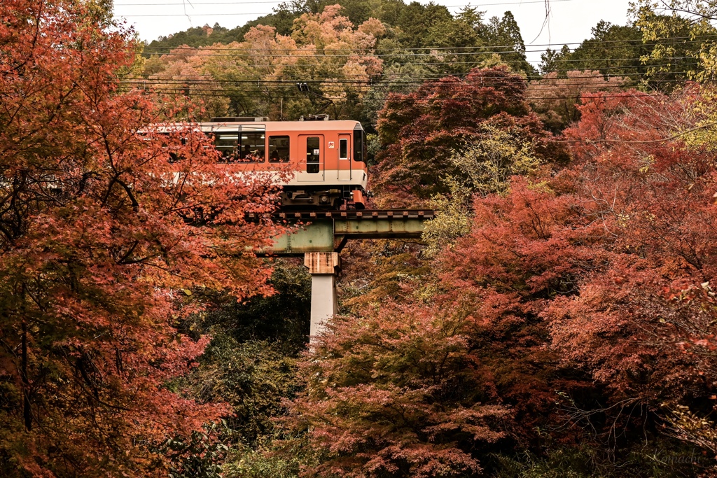 紅葉層
