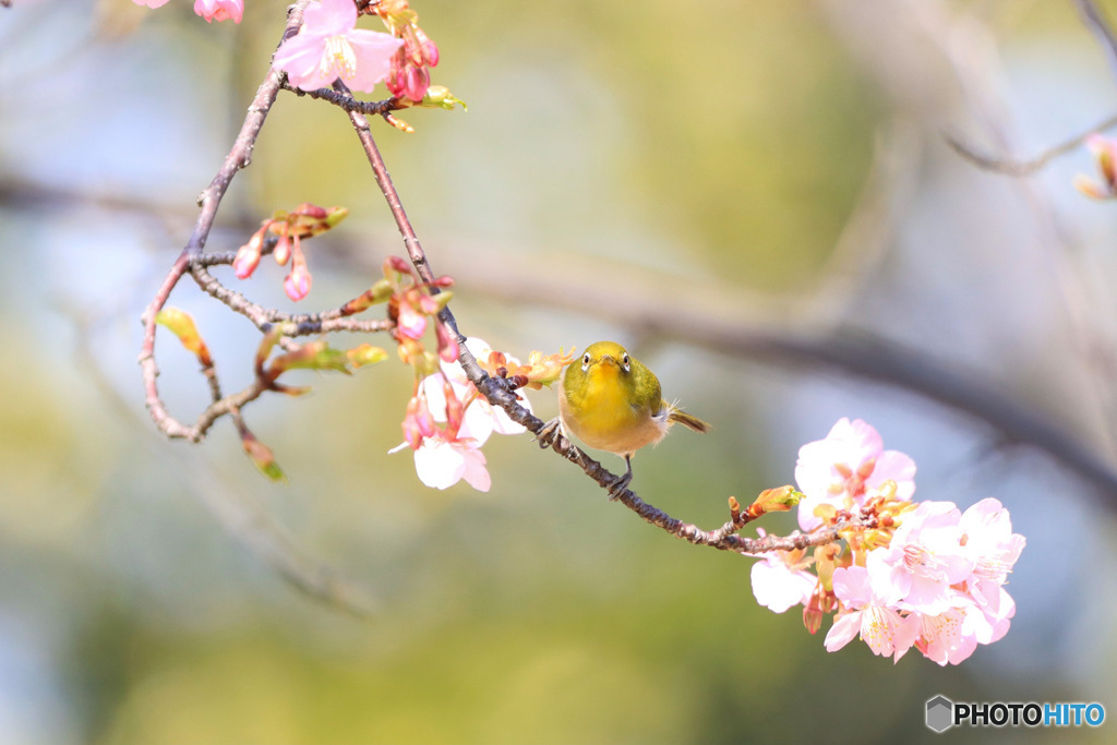 風光る 花揺れる 春