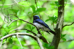 Blue-and-white Flycatcher