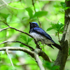 Blue-and-white Flycatcher