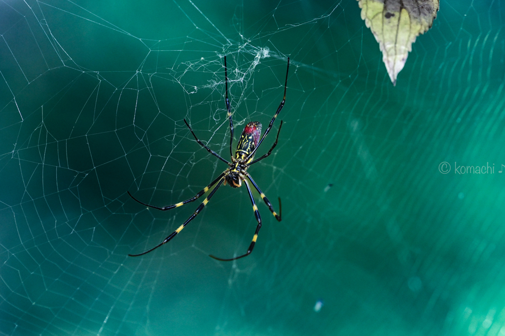 蜘蛛の糸
