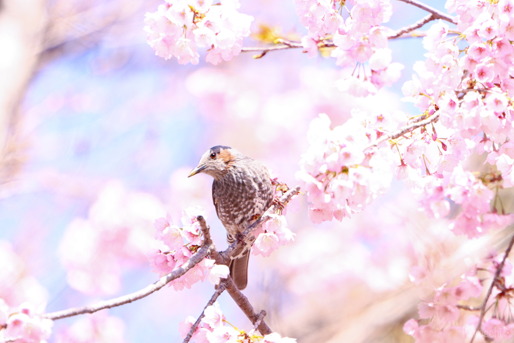 桜ひとりじめ