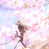 桜ひとりじめ