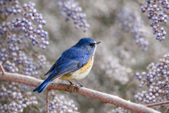 季節の変わり目