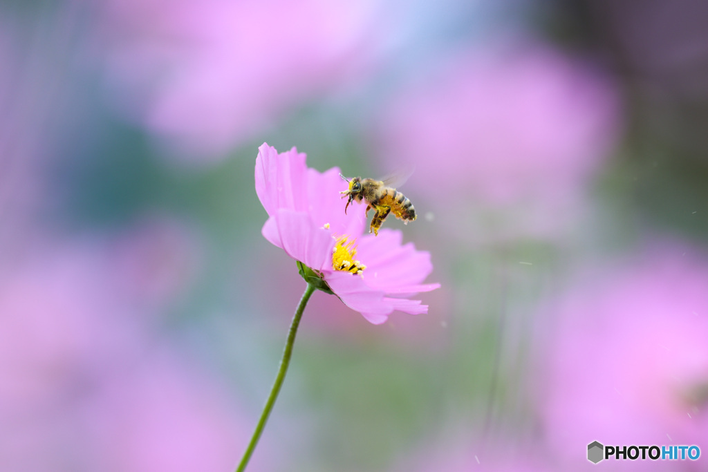 働き蜂の秋