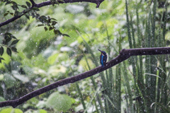 突然の雨 ☔️