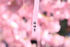 恋占い (ღ′◡︎‵)