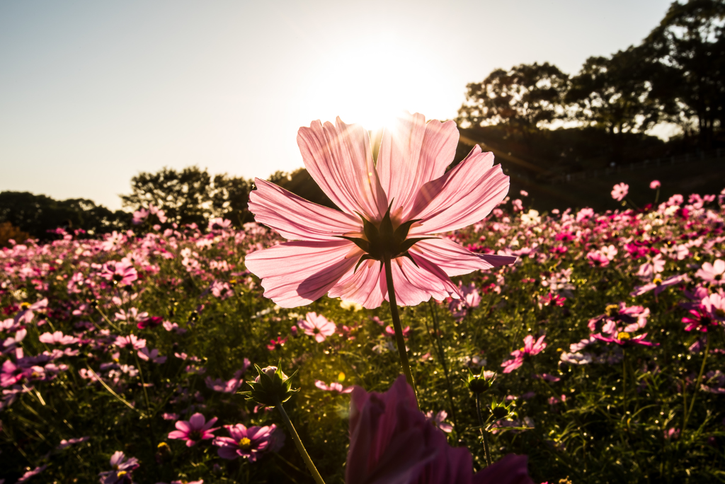 夕暮とコスモス