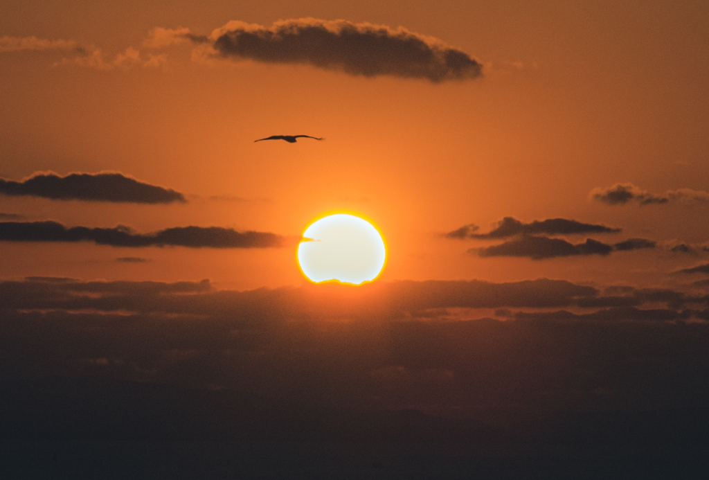 夕陽と鳶